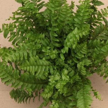 Buy the Beautiful Dallas Fern Plant - Nephrolepis exaltata dallasii