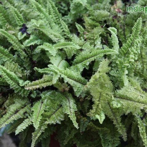 Buy Nephrolepis exaltata smithii Cut Fern Plant Online