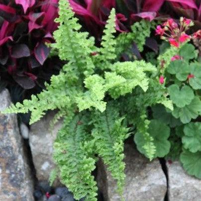 Buy the Stunning Nephrolepis exaltata tripinnata Plant - A Unique and Beautiful Species