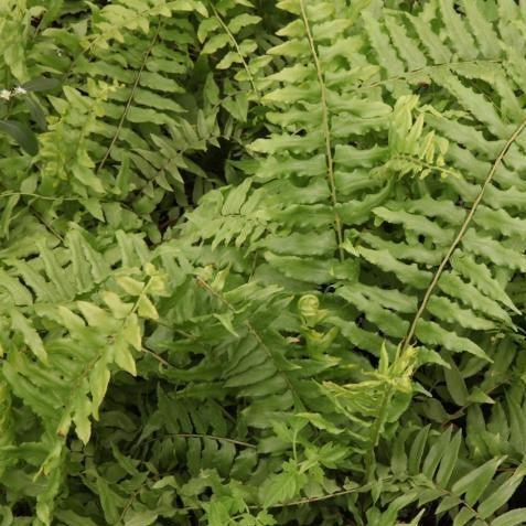 Bring Nature's Beauty to Your Home with Nephrolepis Exaltata Undulata Plant