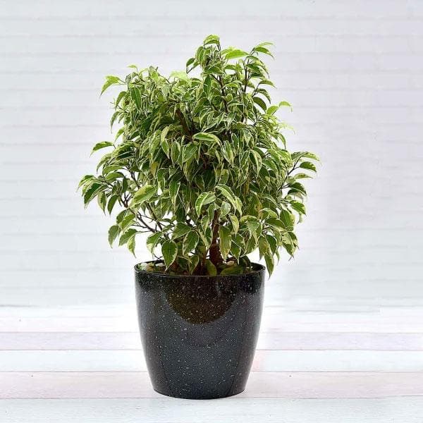 Ficus Compacta Variegated - Plant