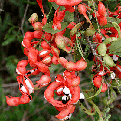 Pithecellobium Dulce, Jungle Jalebi - Plant