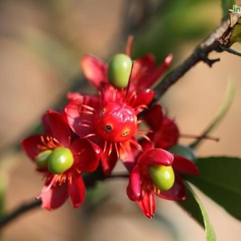 Brighten Your Space with the Eye-Catching Micky Mouse Plant (Ochna Kirkii) for Sale