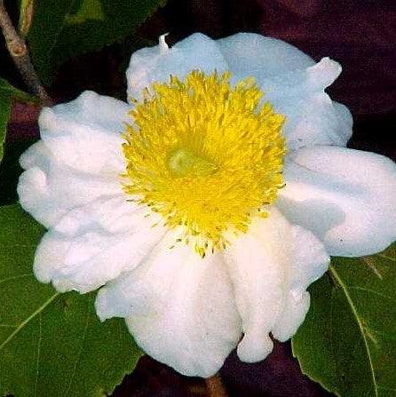 Stunning Oncoba Spinosa, O. Monacantha, and Fried Egg Flower Plants for Sale
