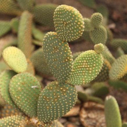Adorable Bunny Ears Opuntia Microdasys Plant for Sale