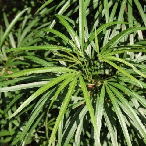 Striking Osmoxylon Lineare Plant - Add a Touch of Elegance to Your Home