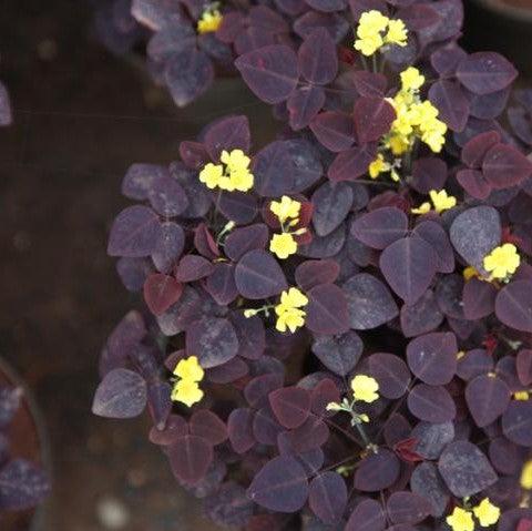 Oxalis hedysaroides rubra,Oxalis Red Mini, Fire Fern, Colombia Venez, Ecuador, Firefern
