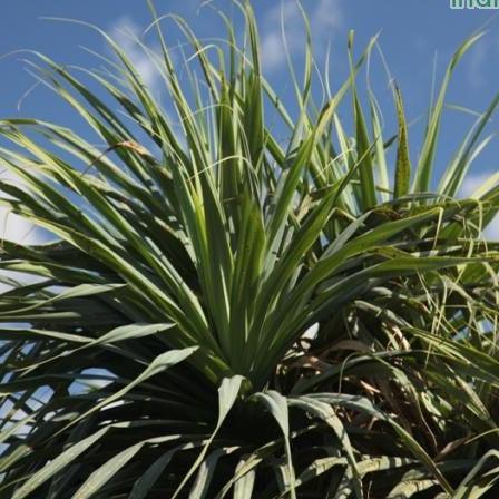 Beautiful Blue Screw Pine Plant - Pandanus baptistii for Sale