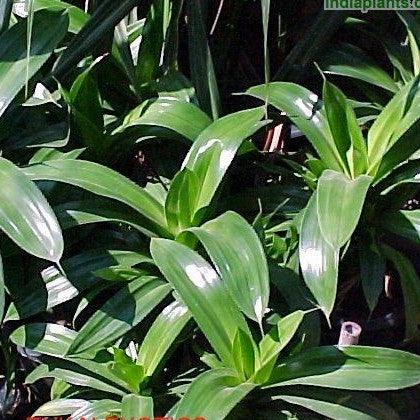 Grow Your Garden with a Stunning Pandanus dubius 'Fat Boy' - The Broad Leaved Screw Pine Plant