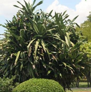 Grow Your Garden with a Stunning Pandanus dubius 'Fat Boy' - The Broad Leaved Screw Pine Plant