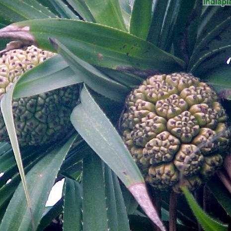 Discover the Aromatic Beauty of Pandanus odoratissimum: The Ultimate Hala Screw Pine Walking Tree Plant