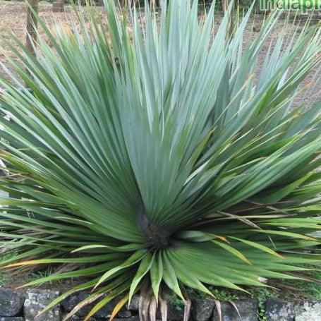 Buy Fresh Pandanus Green Plant - Beautiful Screw Pine Species for Your Home Decor