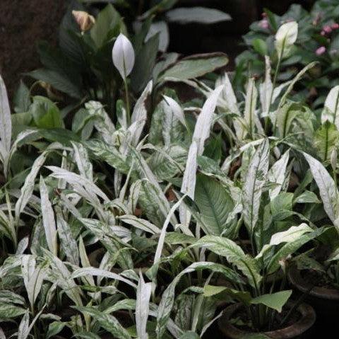 Beautiful White-Leafed Peace Lily Plant for Sale