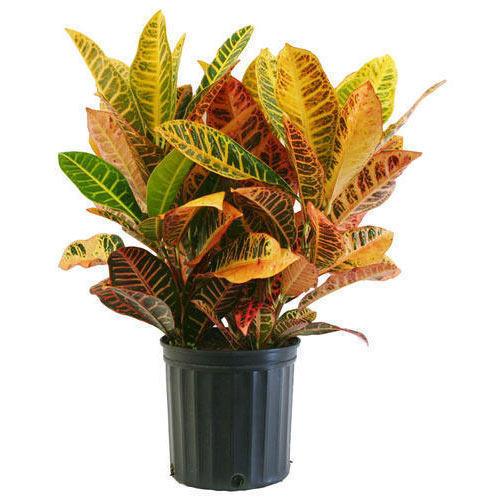 Beautiful Petra Croton Plant for Sale - Add a Touch of Elegance to Your Home