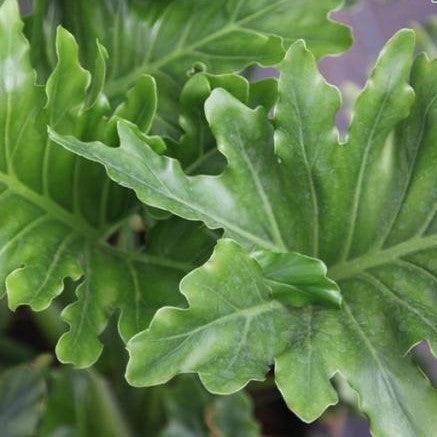 Buy Philodendron Selloum Hope - The Majestic and Low Maintenance Plant for Your Home