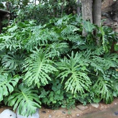 Buy Stunning Philodendron Selloum, Lacy Tree, and Saddle Leaved Philodendron Plants Online