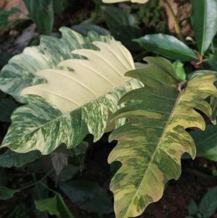 Stunning Philodendron Venus Pluto Variegata | Add a Touch of Green to Your Space