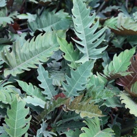 Beautiful Philodendron Venus Pluto Plant for Sale