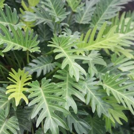 Stunning Philodendron xanadu Plant - Perfect for Your Home or Office
