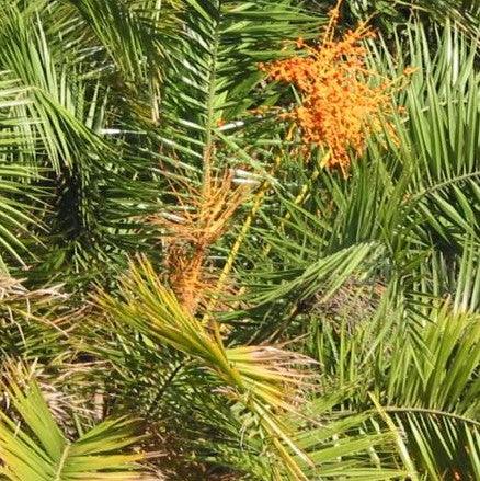 Stunning Trunkless Phoenix acaulis Tree - Add a Unique Touch to Your Landscape