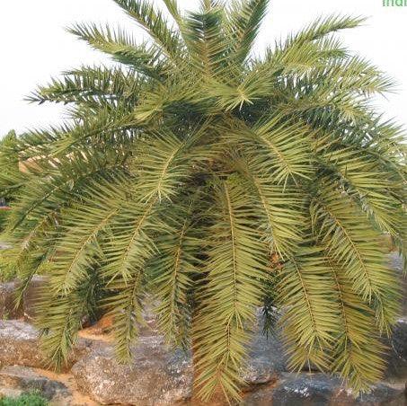Exotic Dwarf Date Palms: Phoenix Pusilla, P. Zeylanica, Ceylon Date Palm, Inchu Palm & More!
