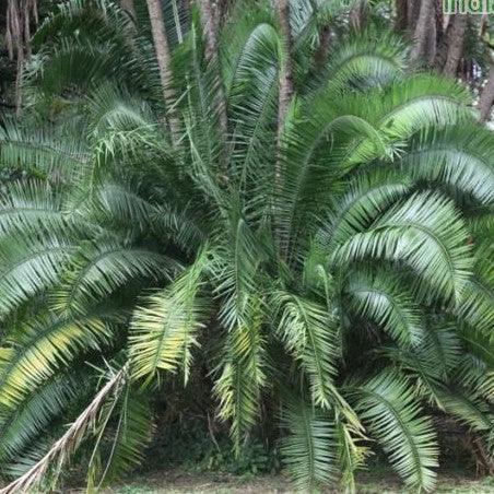 Buy Dwarf Date Palms - Phoenix pusilla, P. zeylanica, Ceylon Date Palm, Inchu Palm, Small Wind Date Tree