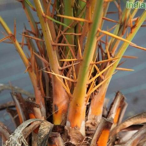 Buy the Sturdy Phoenix Robusta, Graceful Slender Date Palm, and Majestic Mountain Date Palm - Shop Now!