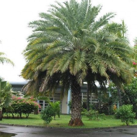 Buy Phoenix Sylvestris Wild Date Palm Tree - Perfect for Shindi Wine Making
