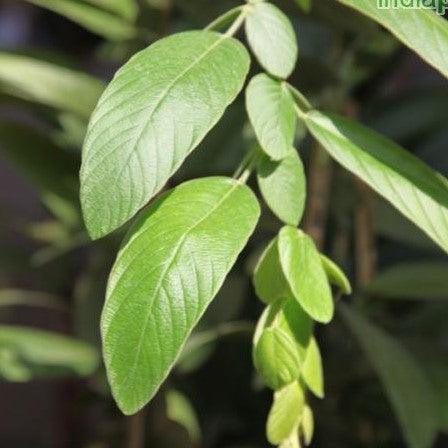 Exotic Braided Flower (Phyllodium longipes) & Fish Scales Plant (Desmodium longipes) for Sale