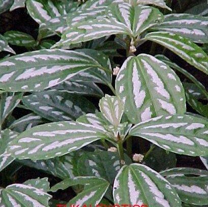 Buy the Stunning Aluminium Pilea, Spotted Pilea, Vietnam Annam, and Watermelon Pilea Plants Online