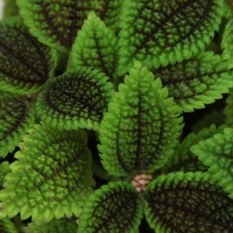 Bring Home the Beauty of Pilea Mollis Moon Valley - Shop Now!