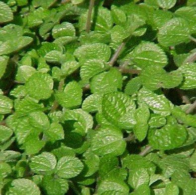Buy Pilea Muscosa Microphylla - The Miniature and Low Maintenance Houseplant