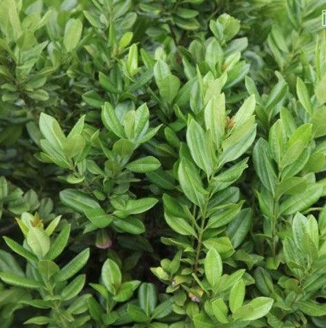 Fresh and Aromatic Pimenta Dioica & P. Officinalis Allspice Plants - Enhance Your Cooking with the Flavor of Allspice!