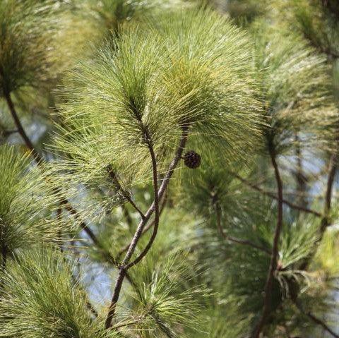 Shop the Stunning Pinus Longifolia (Pine Blue) - The Long Leaved Pine from Kumaon