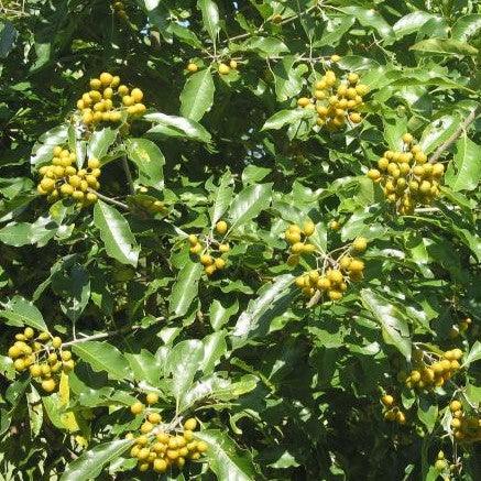 Stunning Pittosporum pentandrum, Taiwanese Cheesewood, Mamalis & Phillippine Pittosporum Plants Available for Purchase