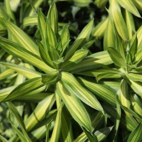 Add a Tropical Touch to Your Garden with the Striated Pleomele Reflexa (Song of Jamaica) Plant