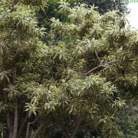 Buy Beautiful Plumbago White and Chitrak White Plants Online