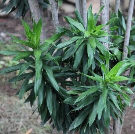 Buy Pleomele Reflexa - The Majestic and Low Maintenance Houseplant