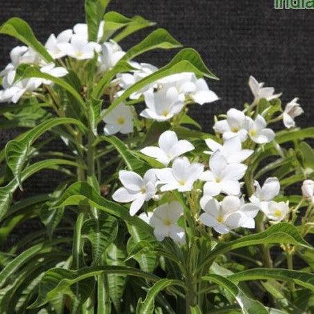 Stunning Plumeria Pudica - The Perfect Addition to Your Garden
