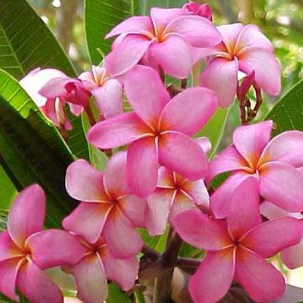 Exotic Dark Pink Frangipani Tree (Plumeria Rubra Dark Pink 01) for Sale