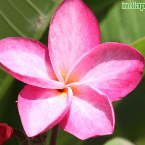 Buy Dark Pink 2 Plumeria Rubra - The Exotic Frangipani Temple Tree