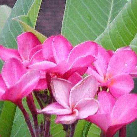 Stunning Dark Pink Plumeria Rubra (Temple Tree/Frangipani) for Sale - A Perfect Addition to Your Garden!