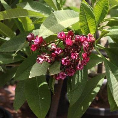 Stunning Dark Pink 4 Plumeria Rubra Frangipani Temple Tree for Sale