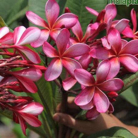 Beautiful Dark Pink Frangipani (Plumeria rubra dark pink 05) - Temple Tree for Sale