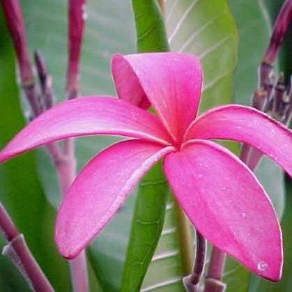 Buy Dark Pink 6 Plumeria Rubra (Frangipani) - Temple Tree
