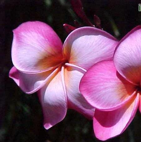 Dark Pink 07 Plumeria Rubra Frangipani Temple Tree Plant for Sale