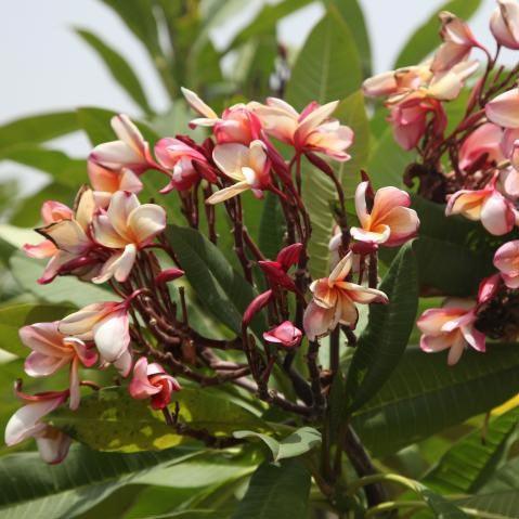 Stunning Selection of Pink & Brown Frangipani Trees for Sale - Temple Tree, Plumeria Rubra Dark Pink 10, Plumeria Brown Pink 01, and K2 As Per Tukai Cdrom