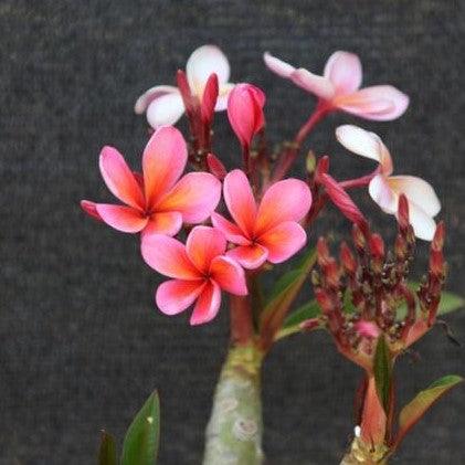 Dark Pink 11 Frangipani Tree - Beautiful Temple Tree for Your Garden