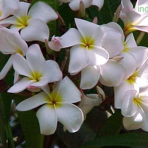 Beautiful Light Pink Plumeria Rubra (Frangipani/Temple Tree) - Perfect for Your Garden