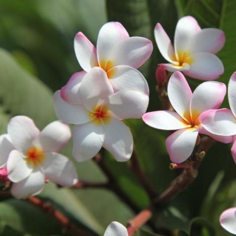 Buy the Beautiful Light Pink Plumeria Rubra Temple Tree - Frangipani Tree for Sale